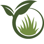 Strive Celosia Planting