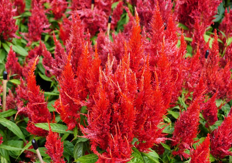 Local Celosia Planting pros at work
