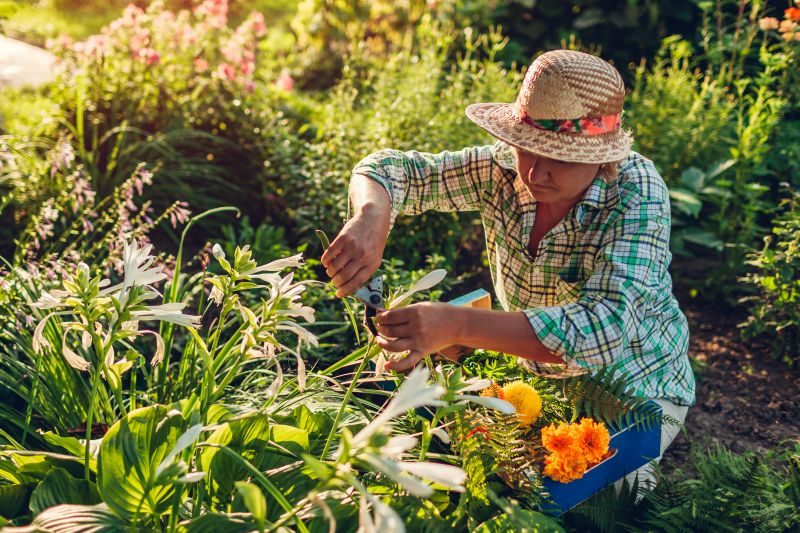 Celosia Planting