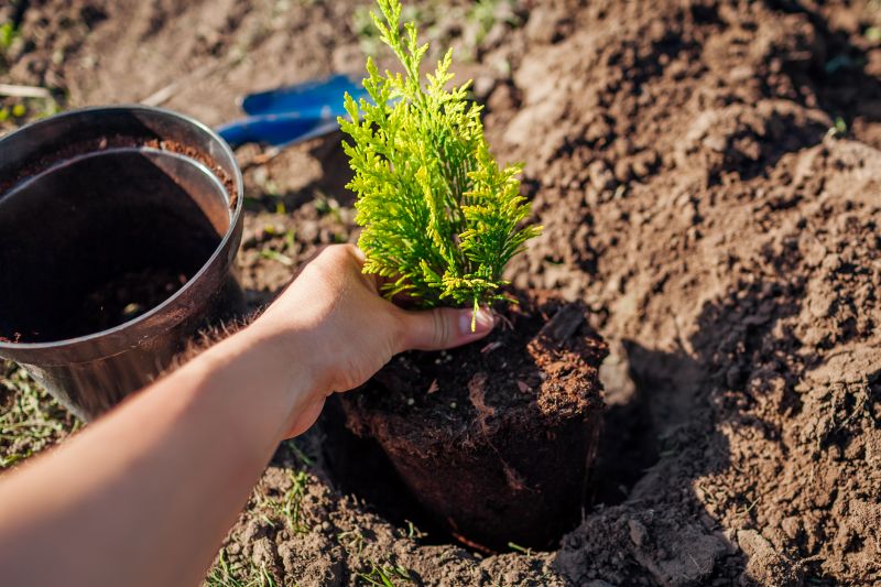 Apple Tree Planting in Ventura County, CA
