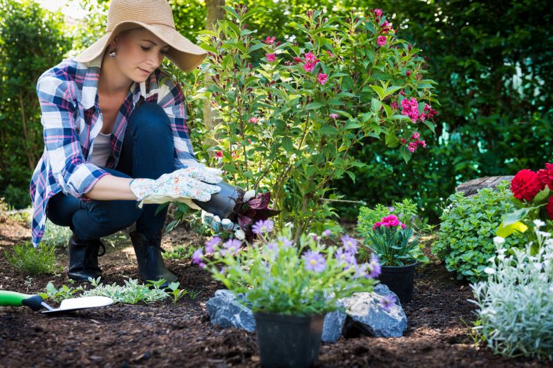 Celosia Planting detail